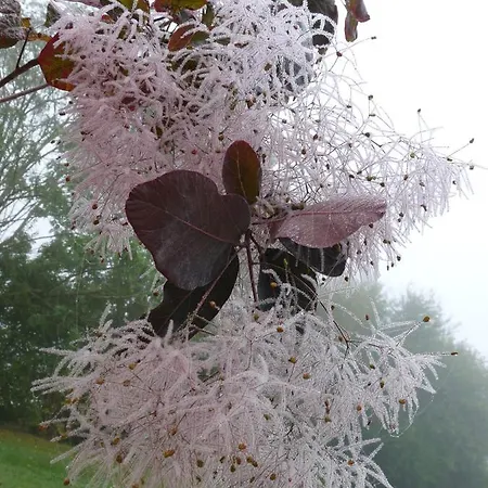 Bed & Breakfast Chambres D'hotes La Breachere