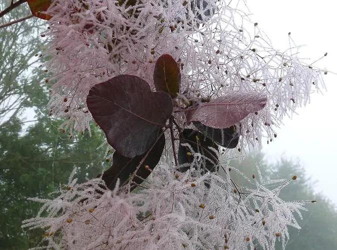 Bed & Breakfast D'hotes La Breachere